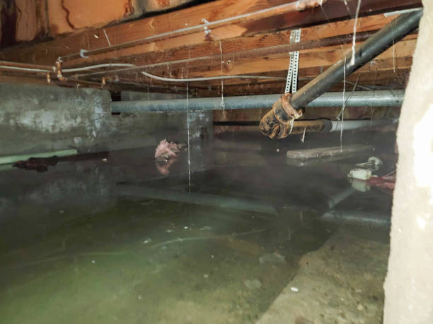 Best Professional water damage repair  in Windber, PA